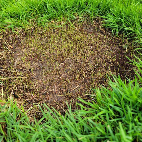 (7155) Black Beauty Patcher 3lb Jonathan Green - Lawn Bare Spot Repair