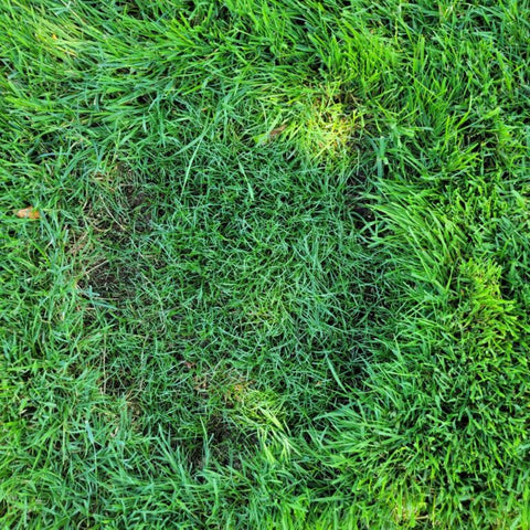 (7155) Black Beauty Patcher 3lb Jonathan Green - Lawn Bare Spot Repair