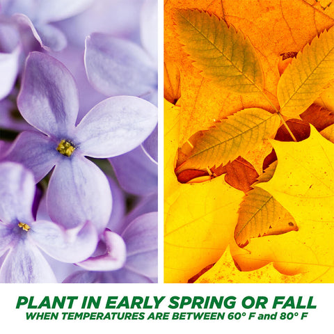 #6937 - Pennington 1 Step Tall Fescue 8.3lb