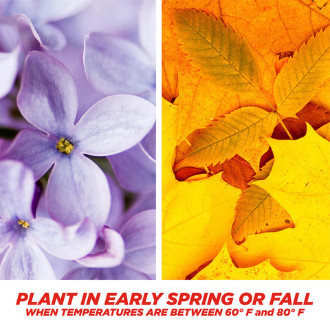 #6902 - Pennington Sun & Shade Mix 3lb