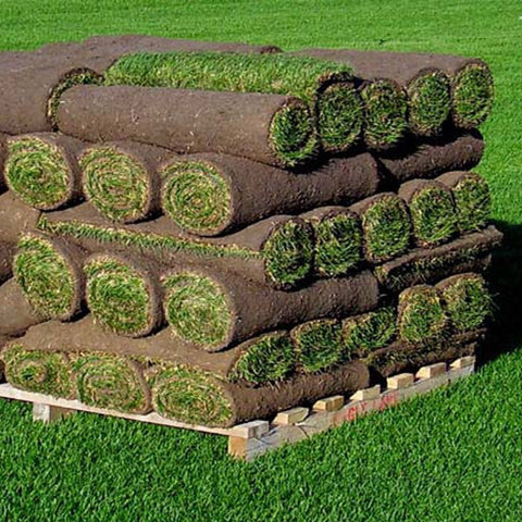 #9901 - Kentucky Blue/Fescue blend Grass SOD by the Pallet or Piece - 21" x 42"