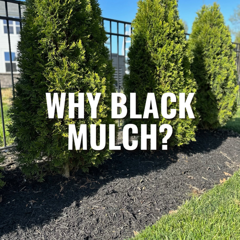 Why Black Mulch?