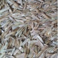 #651 - Kentucky Bluegrass (per lb)
