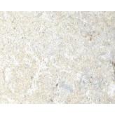 Indiana Tumbled CDW 3