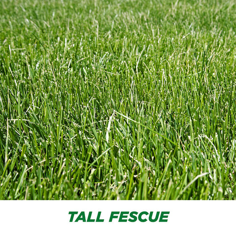 #6905 - Pennington Tall Fescue Bld 3lb