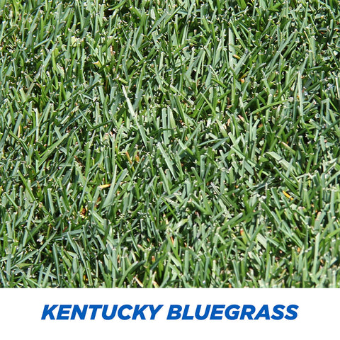 #6904 - Pennington Kentucky Bluegrass 3lb